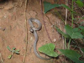 The Glossy Snake (Arizona elegans) in his new home after riding in my pocket carriage to a better habitat  down Buckskin Gulch.