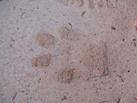 A mountain lion track in Paria Canyon.