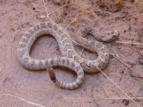 A Great Basin Rattlesnake (Crotalus oreganus lutosus) in our camp in Paria Canyon.