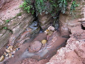 This little spring in Paria Canyon had unburied itself from a couple of feet of sediment from the recent flood.
