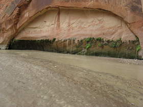 Wall Spring in Paria Canyon.