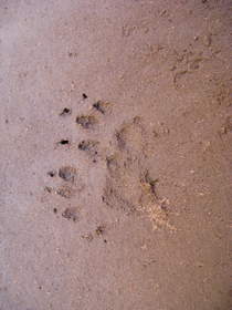 Possible fox track in Paria Canyon.