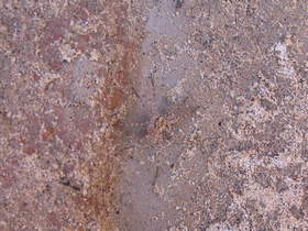 A Thin-legged wolf spider species (Pardosa spp.) in Paria Canyon.