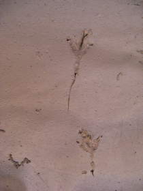 Raven tracks in Paria Canyon.