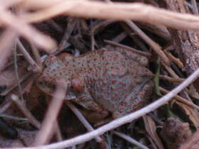 A Red-spotted Toad (Bufo punctatus) at camp in Paria Canyon.