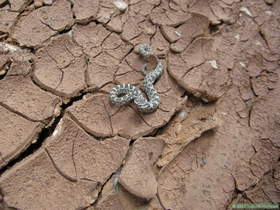 A young Great Basin Rattlesnake (Crotalus oreganus) in Buckskin Gulch.