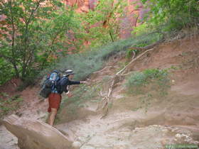 Brian releasing the glossy snake (Arizona elegans) into it's new home.