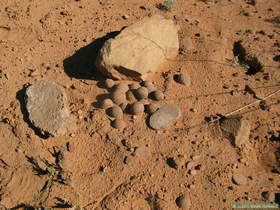 Cool globular sandstone rocks that Chuck found.