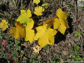 A bit of Fall color in the Sangre de Cristo Mountains.