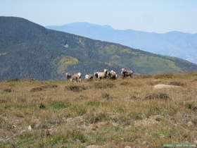 A herd of bigorn sheep (Ovis canadensis) along the trail to the Truchas Peaks in the Sangre de Cristo Mountains.