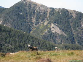 A ewe and lamb bigorn sheep (Ovis canadensis) along the trail to the Truchas Peaks in the Sangre de Cristo Mountains.