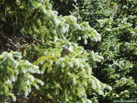 A Gray Jay (Perisoreus canadensis) on the way to Truchas Peaks.