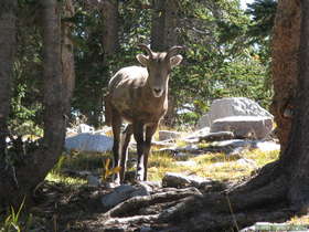This Bighorn (Ovis canadensis) ewe at Truchas Lake wasn't the least bit shy.