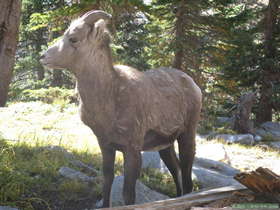 This little Bighorn (Ovis canadensis) wasn't shy either.