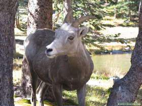 This Bighorn (Ovis canadensis) ewe at Truchas Lake wasn't the least bit shy.
