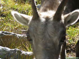 This Bighorn (Ovis canadensis) ewe got so close my camera wouldn't focus on her!