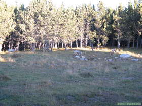 Deer near camp at Pecos Baldy Lake.
