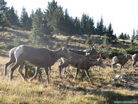 Bighorn (Ovis canadensis) at Pecos Baldy Lake.