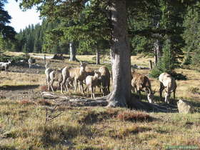 Bighorn (Ovis canadensis) at Pecos Baldy Lake.