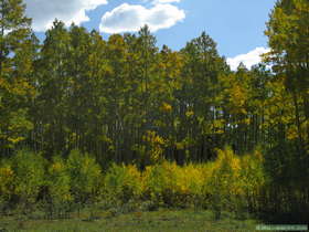 Aspens changing color in the Sangre de Cristo Mountains.
