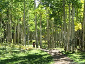 Steve hiking through an aspen grove in the Sangre de Cristo Mountains.