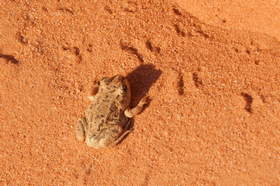 A Mexican Spadefoot toad (Spea multiplicata) on the hike in to Coyote Buttes North.