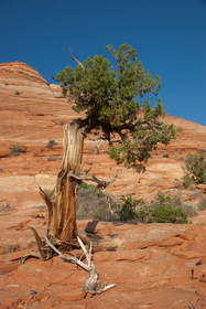 A Utah Juniper (Juniperus osteosperma) in Coyote Buttes North.