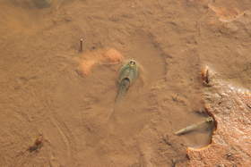 A longtail tadpole shrimp (Triops longicaudatus) in a tinaja near The Wave in Coyote Buttes North.