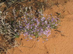 Wildflowers in Coyote Buttes South.