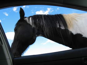 Pete the friendly Paint Horse wanted to wish me farewell (or bum some carrots off of me) as I returned home from my Arizona-Utah trip.