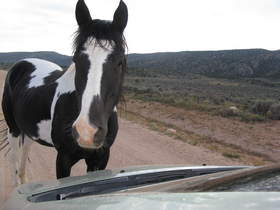 A Coyote Buttes traffic jam.  Pete the friendly Paint Horse either tried to prevent me from going home or wanted to charge a toll of 10 carrots for driving his road.