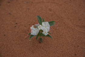 A Fragrant Heliotrope (Heliotropium convolvulaceum) in Buckskin Gulch.