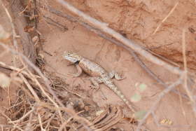 A Desert Spiny Lizard (Sceloporus magister) in Upper Buckskin Gulch.
