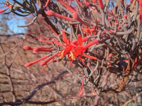 The flowers of the Colorada tree.