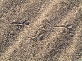 Tracks in the sand.