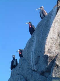 Magnificent Frigate birds (Fregata manificens) at Punta La Tijerete.
