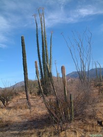 A cordon (left), a boojum (behind), and an Old Man cactus (center).