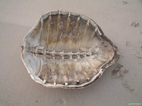 Green Sea Turtle shell.