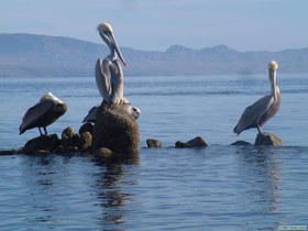 The Pelicans of Isla Alcatraz.