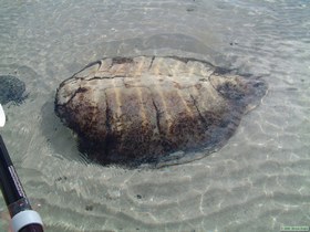 The Green Sea Turtle shell at Ensenada Alcatraz submerged by the tide.