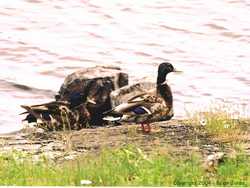 Two male mallard ducks on the shore of Gunflint Lake.