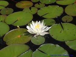 A water lily graces the surface of Iron Lake.