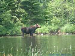 A momma moose grazes on the shore of Iron Lake.