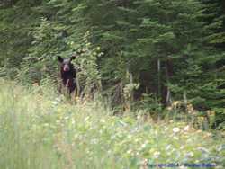 A baby bear on the side of Gunflint Trail (unfortunately it's a blurry picture)