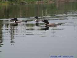 A group of loons glide on Iron Lake.