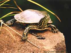 A beautiful Western Painted turtle perched on a rock in the Tucker River.