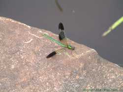 A cool irridescent green dragonfly.