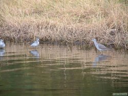 A couple of Lesser Yellowlegs (Tringa flavipes) feeding on the Chevelon Lake.