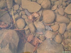 Leaves in the crystal-clear waters of Chevelon Creek.