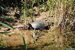 A painted belly turtle along the Clearwater River.